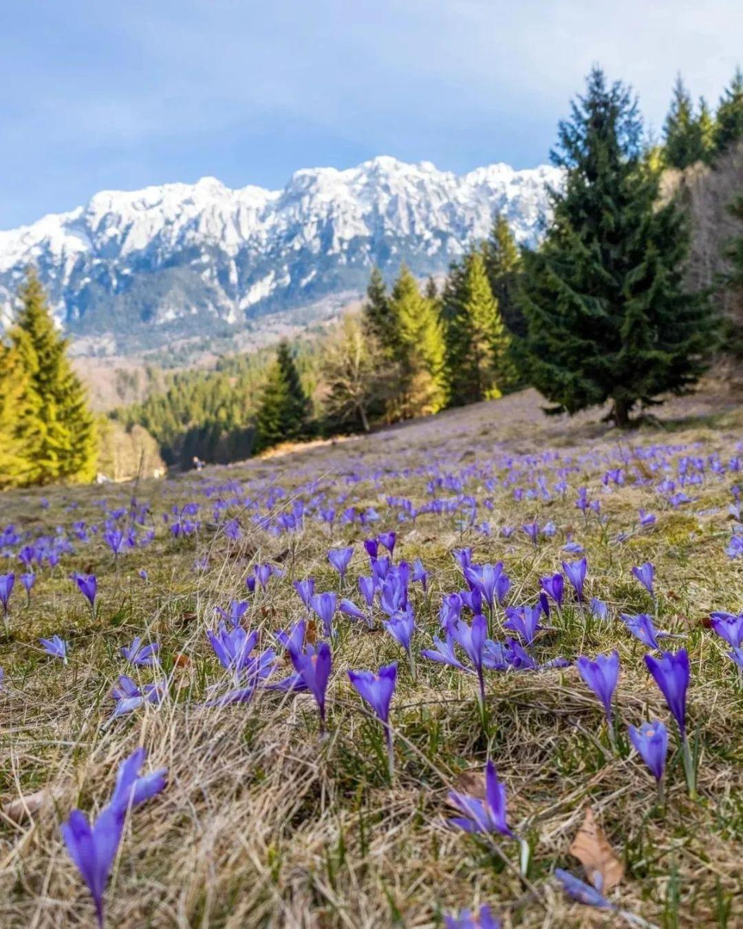Cazare Zorilor Zărneşti الغرفة الصورة